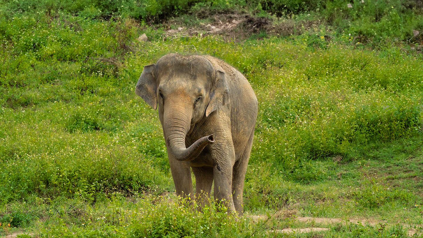 Samui Elephant Haven - Samui