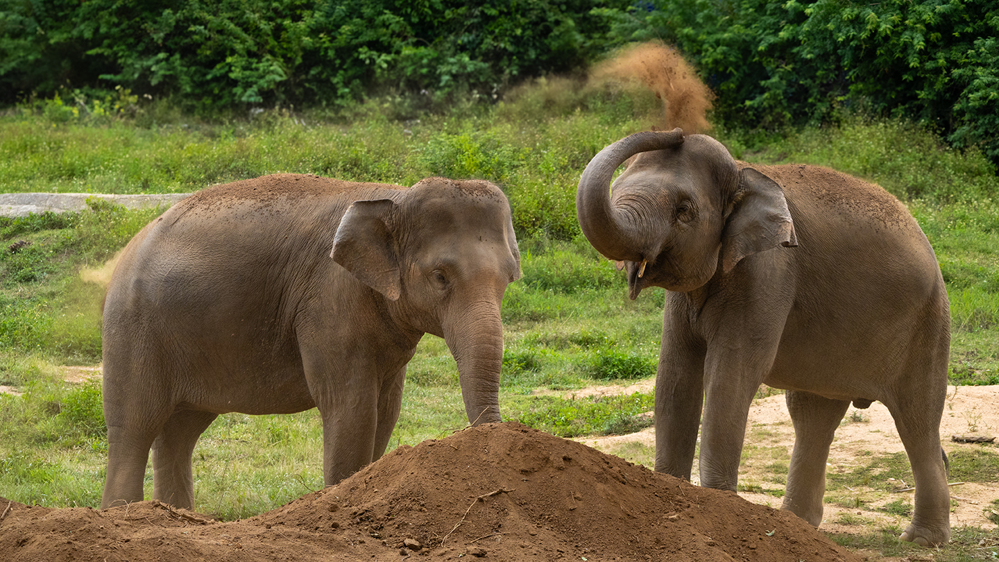Elephants using their trunks to spray themselves with dirt or sand