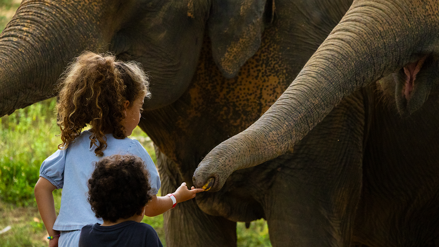Kids feeding elephants at Samui Elephant Haven