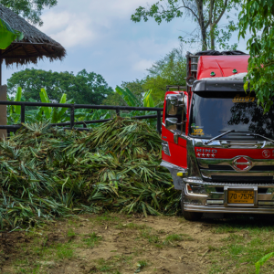 A Full Truckload of Pineapple stalks