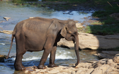 The Challenges Facing Asia’s Endangered Elephants: 2025 Crisis Analysis