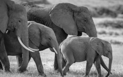 Threats to Elephants: Poaching and Habitat Loss
