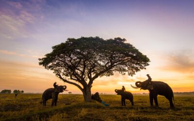 Myths and Misconceptions About Elephants