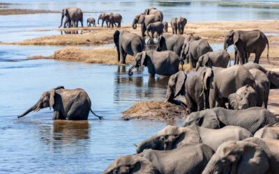 Elephant Migration Patterns: Routes, Seasons, Behavior, and Conservation