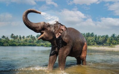 The Ethical Evolution of Elephant Tourism: A Deep Dive into the Observation-Only Model